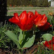 Tulipán Fosterův 'Princeps' - Tulipa Fosteriana 'Princeps'