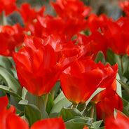 Tulipán Fosterův 'Princeps'