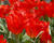 Tulipán Fosterův 'Princeps'