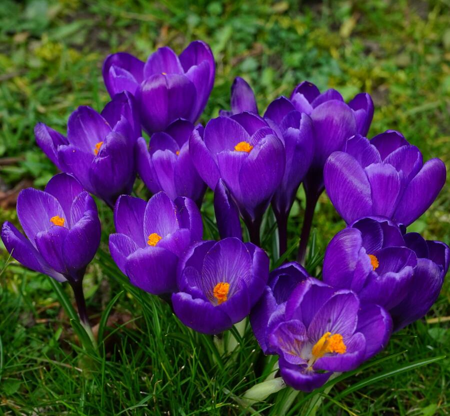 Krokus, šafrán 'Remembrance' - Crocus 'Remembrance'