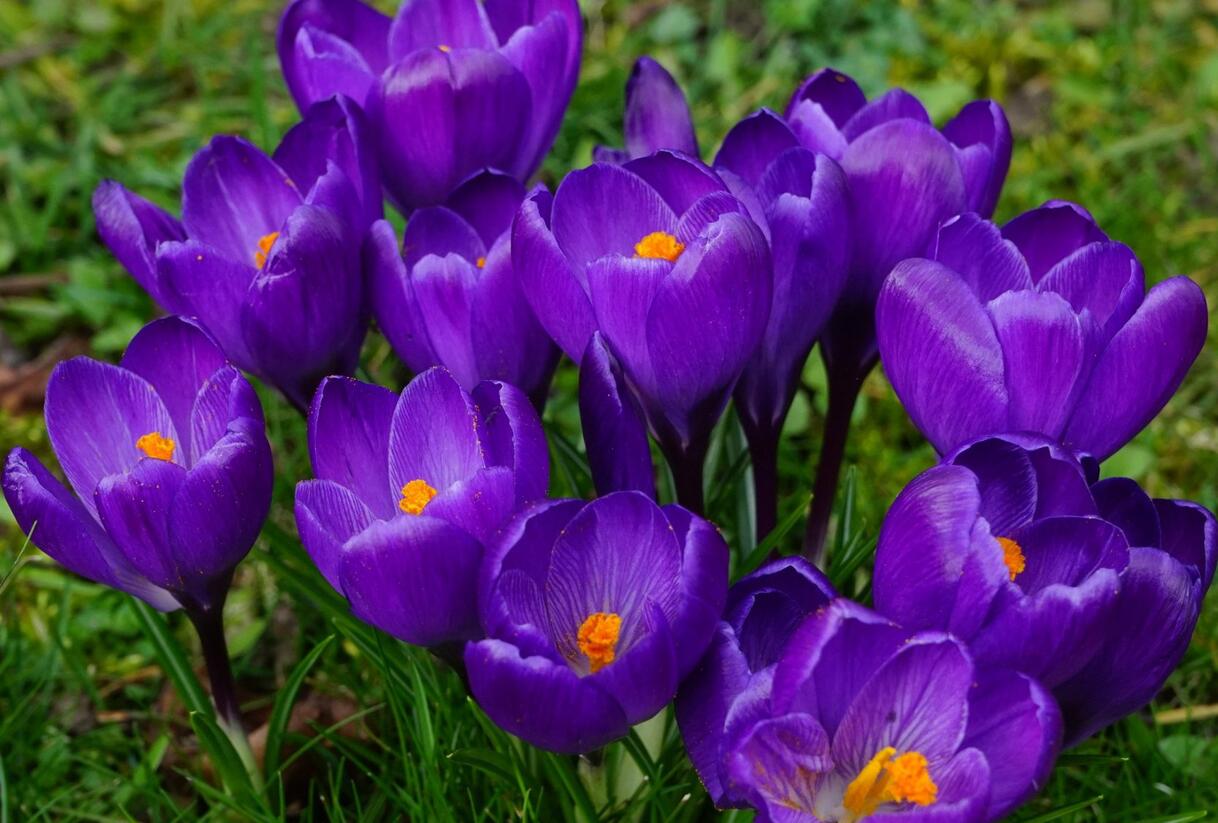 Krokus, šafrán 'Remembrance' - Crocus 'Remembrance'