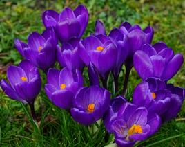 Krokus, šafrán 'Remembrance'