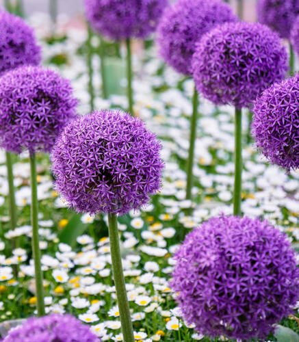 Okrasný česnek 'Gladiator' - Allium 'Gladiator'