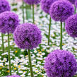 Česnek 'Gladiator' - Allium 'Gladiator'
