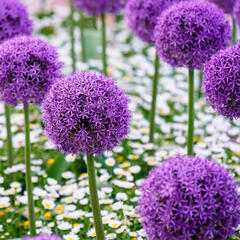 Okrasný česnek 'Gladiator' - Allium 'Gladiator'