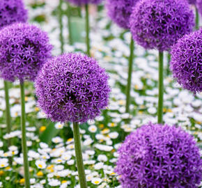 Okrasný česnek 'Gladiator' - Allium 'Gladiator'