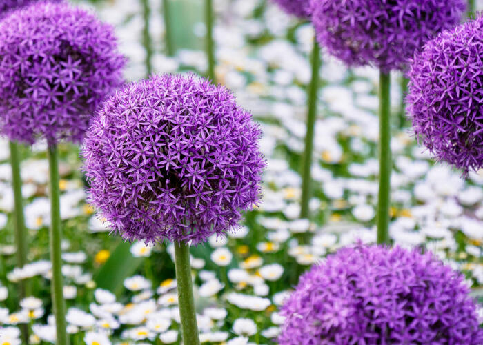 Okrasný česnek 'Gladiator' - Allium 'Gladiator'