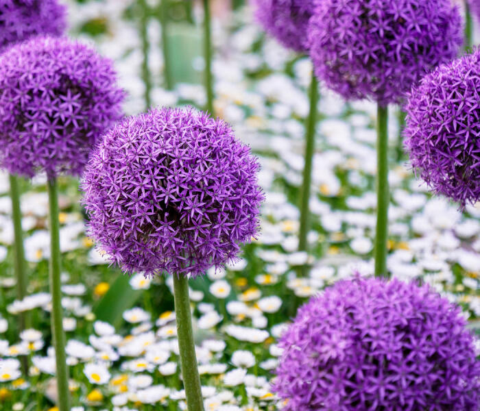 Česnek 'Gladiator' - Allium 'Gladiator'