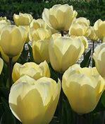 Tulipán Greigův 'Vanilla Cream' - Tulipa Greigii 'Vanilla Cream'