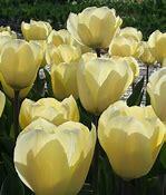 Tulipán Greigův 'Vanilla Cream' - Tulipa Greigii 'Vanilla Cream'