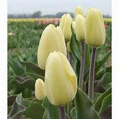 Tulipán Greigův 'Vanilla Cream'
