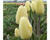 Tulipán Greigův 'Vanilla Cream'