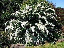 Tavolník popelavý 'Graciosa' - Spiraea cinerea 'Graciosa'