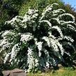 Tavolník popelavý 'Graciosa' - Spiraea cinerea 'Graciosa'