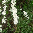 Tavolník popelavý 'Graciosa' - Spiraea cinerea 'Graciosa'