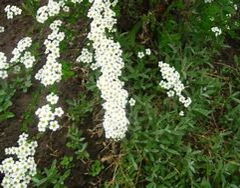 Tavolník popelavý 'Graciosa' - Spiraea cinerea 'Graciosa'