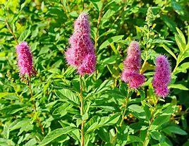 Tavolník - Spiraea billardii