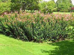 Tavolník - Spiraea billardii