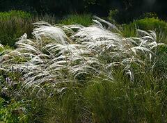 Kavyl vousatý - Stipa barbata