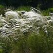 Kavyl vousatý - Stipa barbata