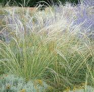 Kavyl vousatý - Stipa barbata