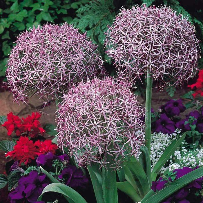Česnek christophův - Allium christophii