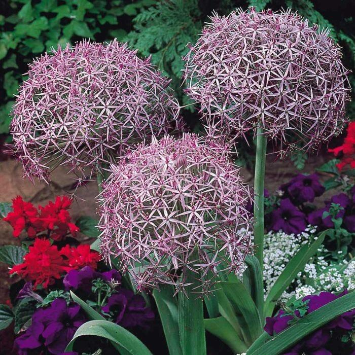 Okrasný česnek christophii - Allium christophii