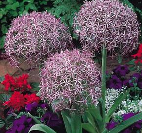 Okrasný česnek christophii - Allium christophii