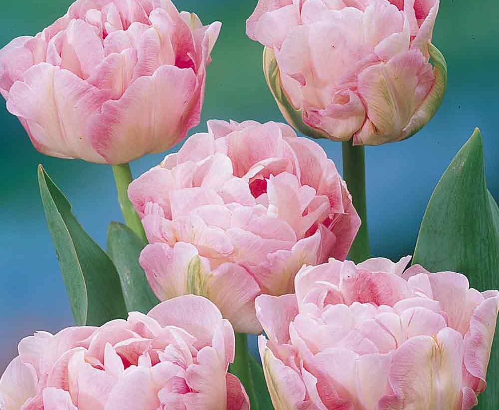 Tulipán plnokvětý pozdní 'Angélique' - Tulipa Double Late 'Angélique'