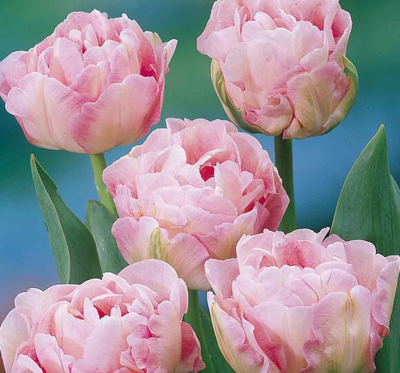Sazenice Tulip nu Tulipa Zahradnictv FLOS sazenice-tulip-nu-tulipa-zahradnictv-flos
