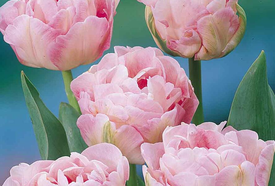 Tulipán plnokvětý pozdní 'Angélique' - Tulipa Double Late 'Angélique'