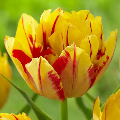 Tulipán plnokvětý raný 'Monsella'® - Tulipa Double Early 'Monsella'®