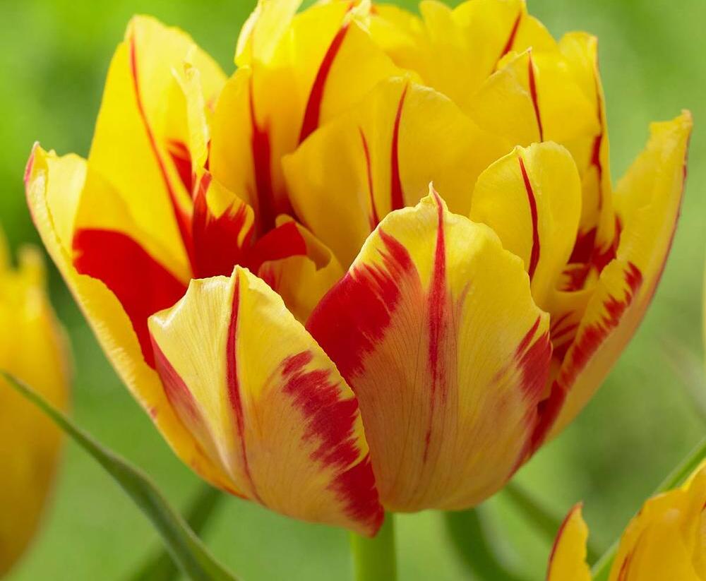 Tulipán plnokvětý raný 'Monsella'® - Tulipa Double Early 'Monsella'®