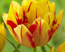 Tulipán plnokvětý raný 'Monsella'®