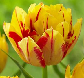 Tulipán plnokvětý raný 'Monsella'® - Tulipa Double Early 'Monsella'®