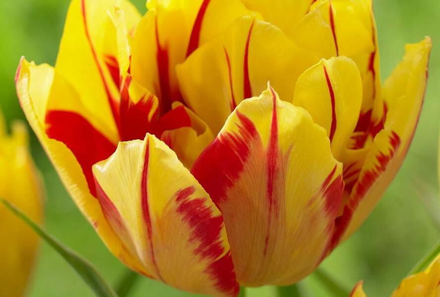 Tulipán plnokvětý raný 'Monsella'® - Tulipa Double Early 'Monsella'®