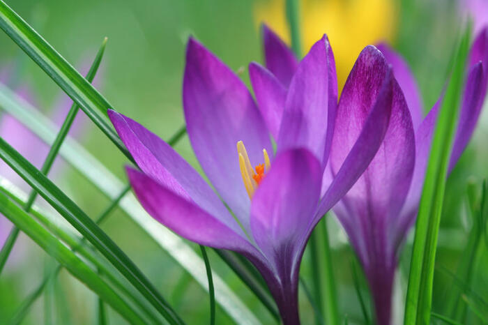 Krokus, šafrán Tommasiniho 'Ruby Giant' - Crocus tommasinianus 'Ruby Giant'