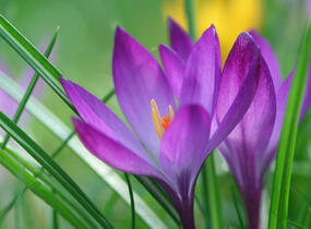 Krokus, šafrán Tommasiniho 'Ruby Giant' - Crocus tommasinianus 'Ruby Giant'
