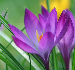 Krokus, šafrán Tommasiniho 'Ruby Giant' - Crocus tommasinianus 'Ruby Giant'