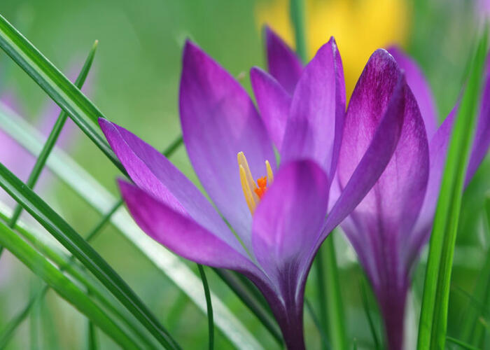 Krokus, šafrán Tommasiniho 'Ruby Giant' - Crocus tommasinianus 'Ruby Giant'