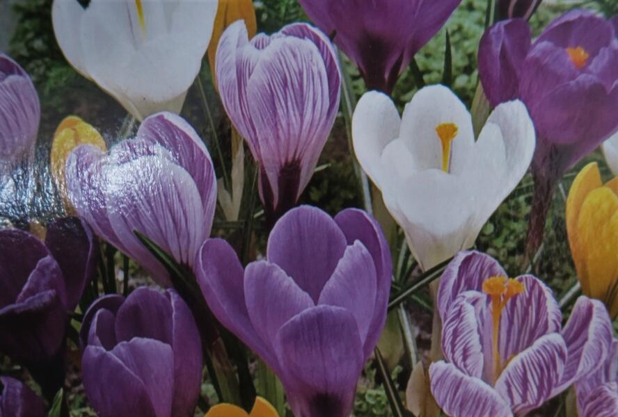 Krokus, šafrán mix - Crocus mix