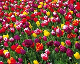Tulipán Darwin hybrid mix