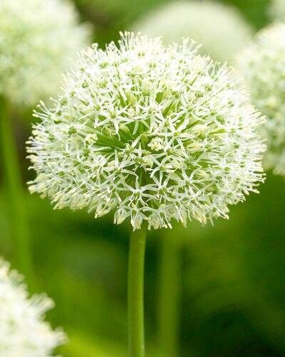 Česnek 'Mount Blanc' - Allium 'Mount Blanc'