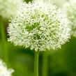 Česnek 'Mount Blanc' - Allium 'Mount Blanc'