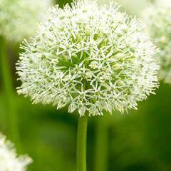 Česnek 'Mount Blanc' - Allium 'Mount Blanc'