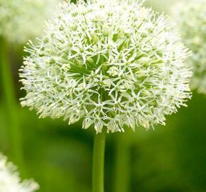 Česnek 'Mount Blanc' - Allium 'Mount Blanc'