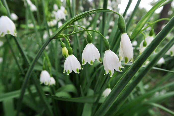 Bledule letní - Leucojum aestivum