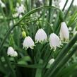 Bledule letní - Leucojum aestivum