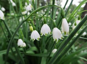 Bledule letní - Leucojum aestivum