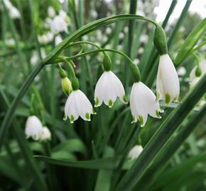 Bledule letní - Leucojum aestivum